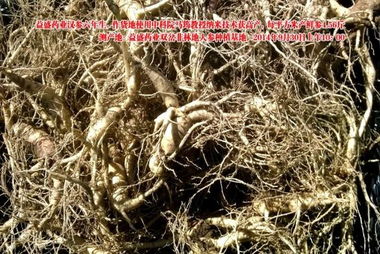 益盛藥業(yè)萬畝農(nóng)田種植人參遇干旱仍增產(chǎn)，西洋參成亮點
