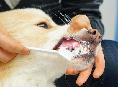 養狗，不管你多節儉，這幾樣口腔衛生用品該換就換！